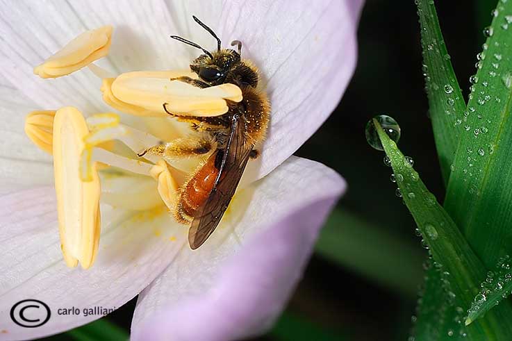 Andrena cfr. labiata